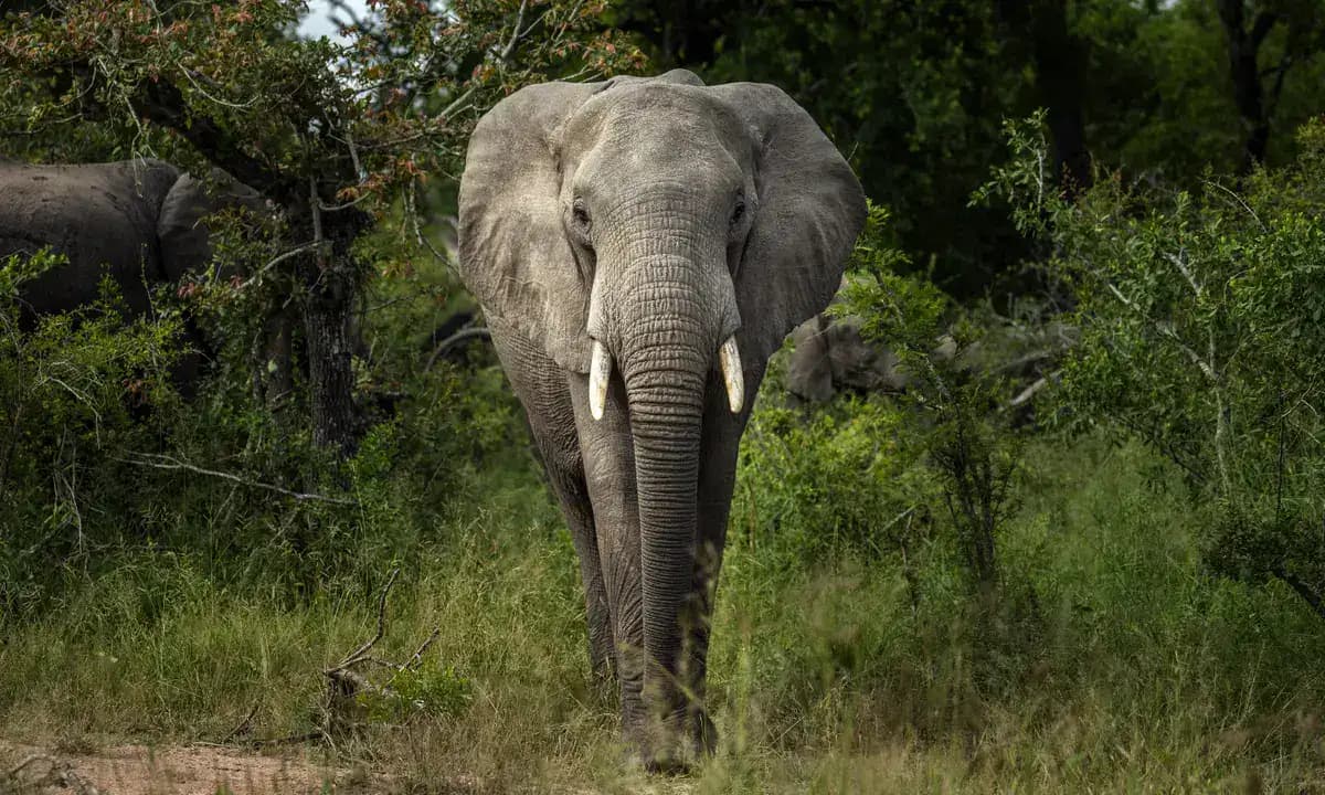 elephant