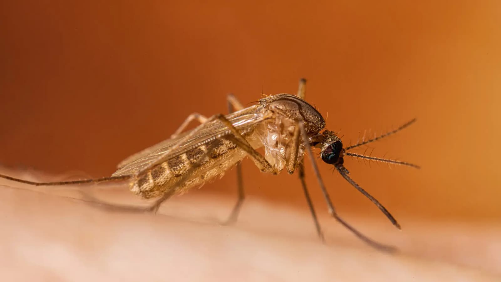 west-nile-virus