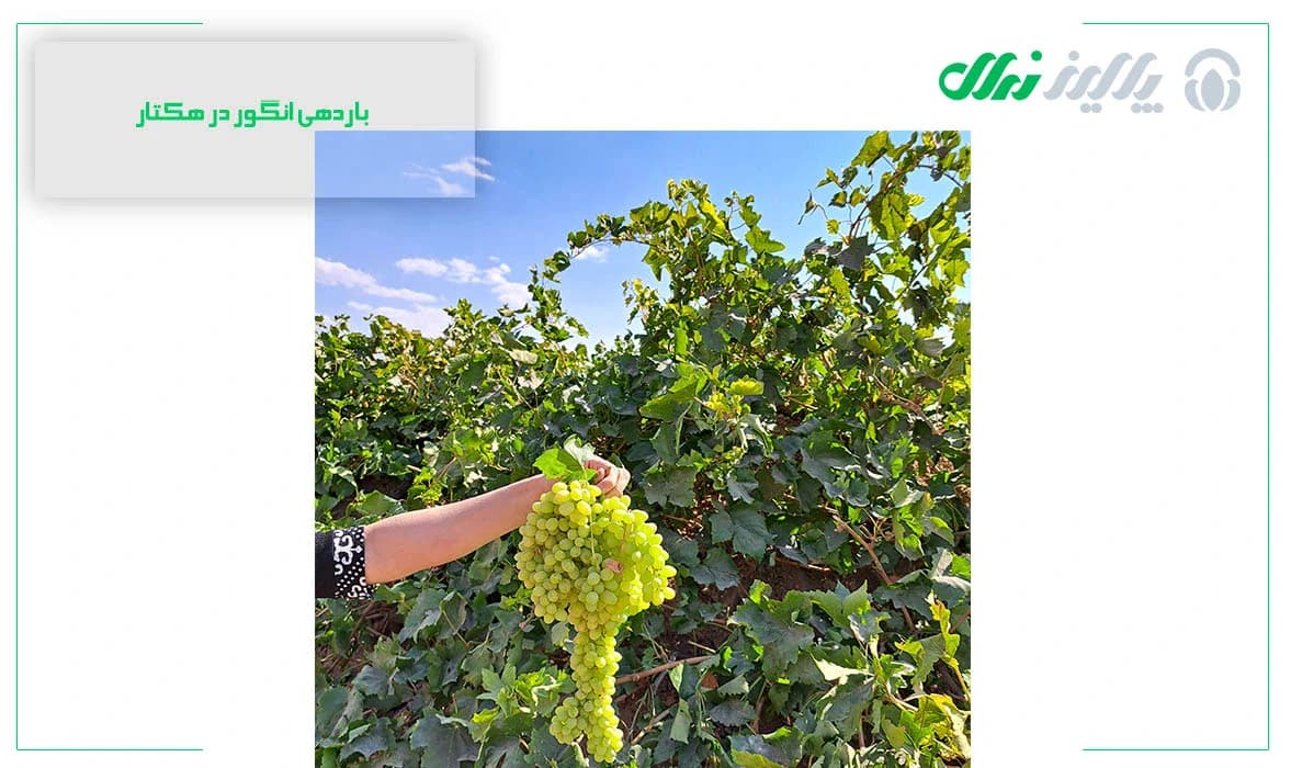 باردهی درخت انگور در هکتار