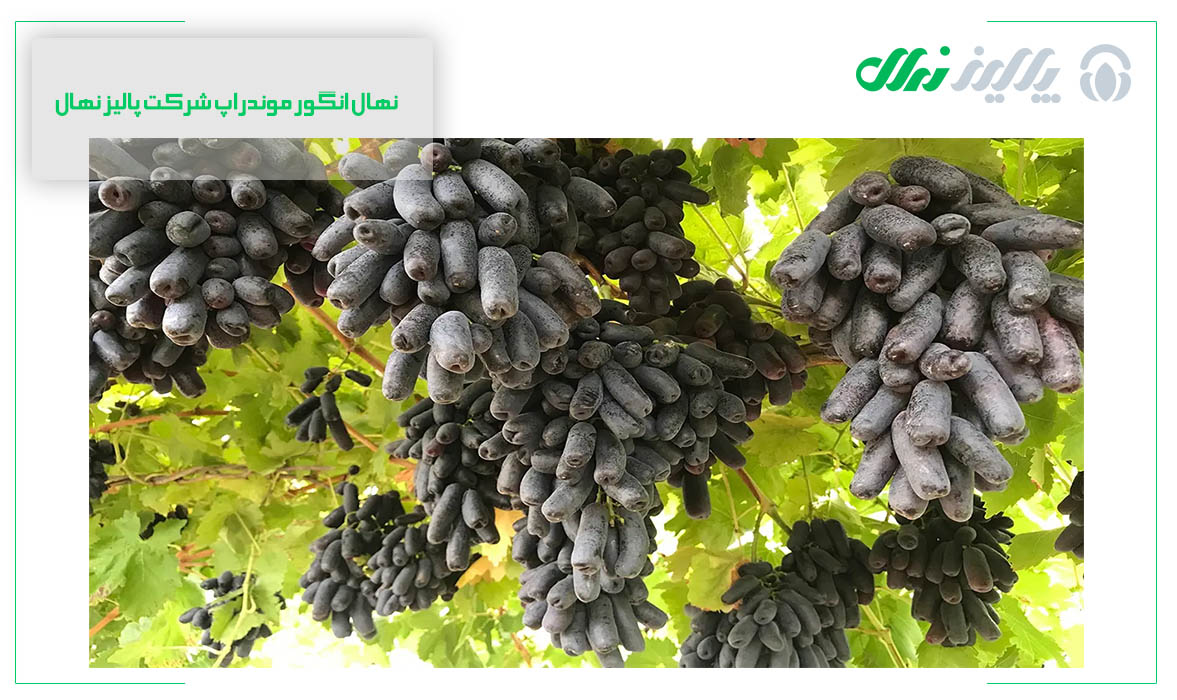 باردهی درخت انگور در هکتار