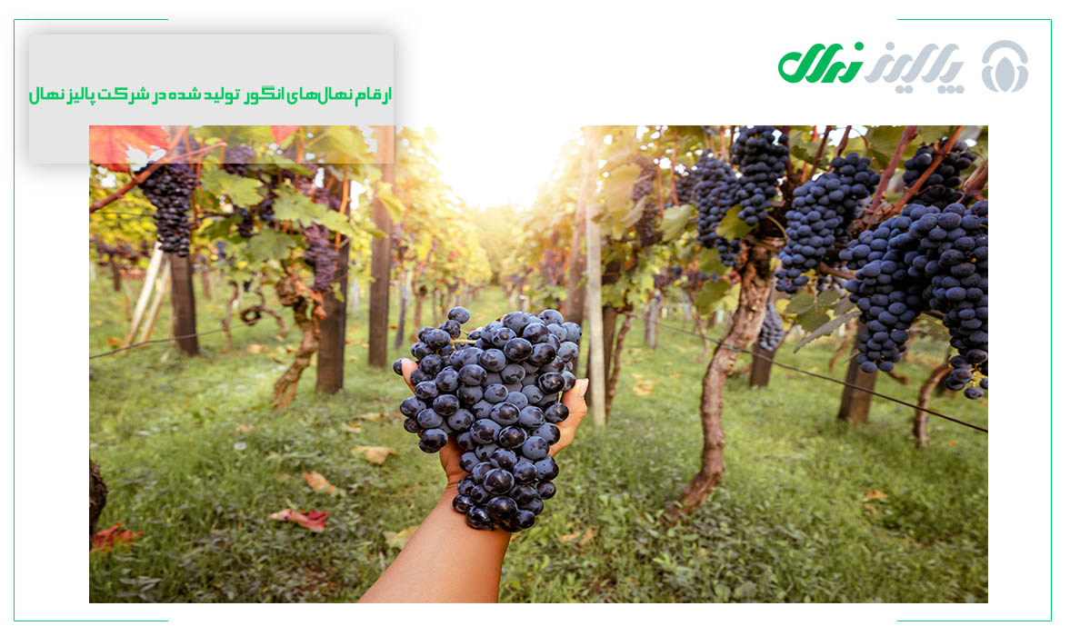 باردهی درخت انگور در هکتار