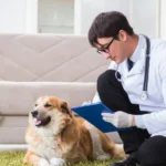 ویزیت دامپزشک در منزل
