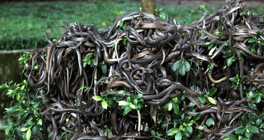 جزیره مارها، برزیل (Snake Island, Brazil)