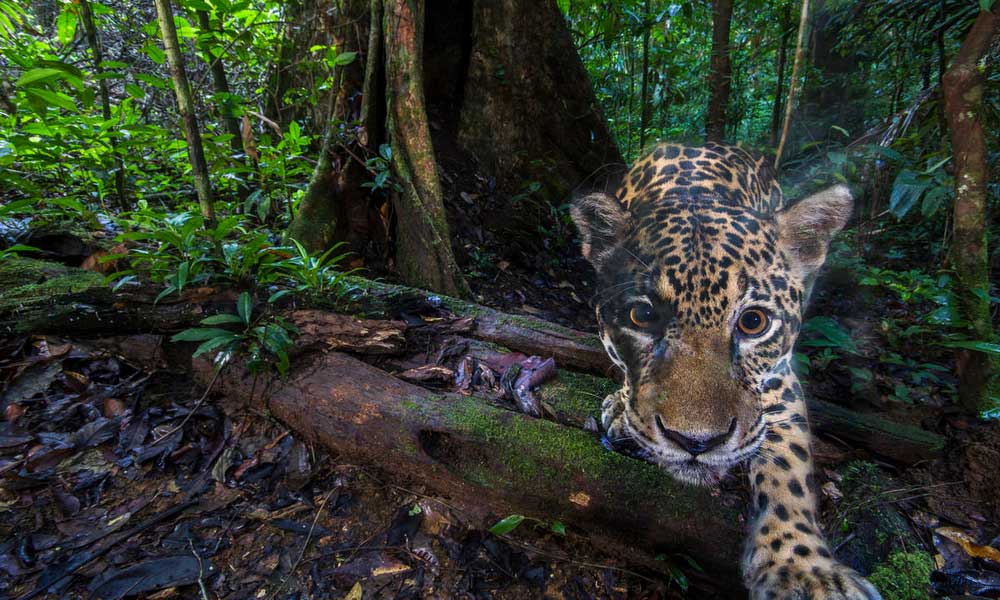 جنگل آمازون، برزیل (Amazon Rainforest, Brazil)