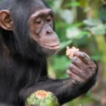 Chimps Consume Alcohol Equivalent Of Nearly 2 Drinks A Day