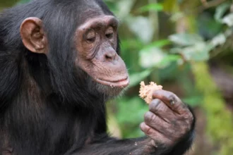 Chimps Consume Alcohol Equivalent Of Nearly 2 Drinks A Day
