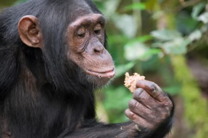 Chimps Consume Alcohol Equivalent Of Nearly 2 Drinks A Day