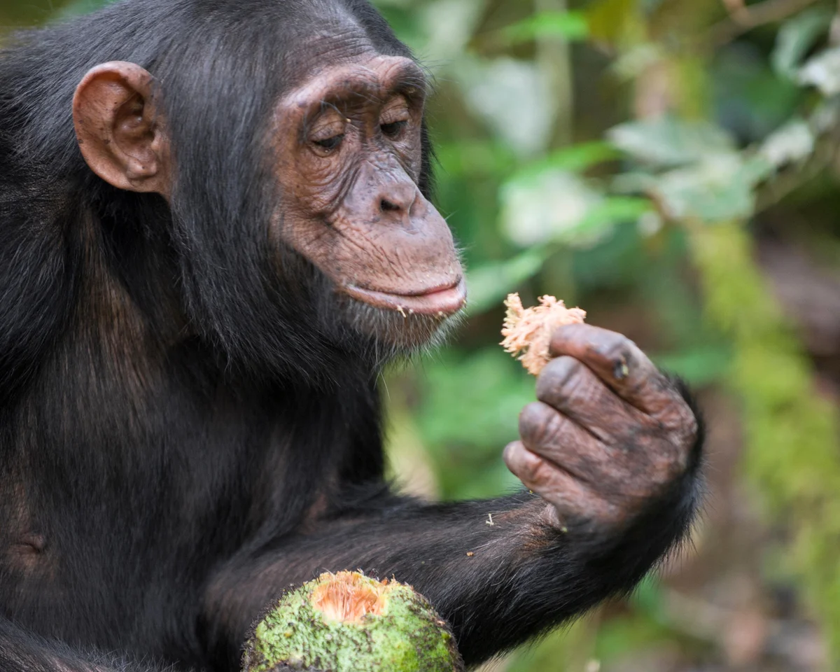 Chimps Consume Alcohol Equivalent Of Nearly 2 Drinks A Day