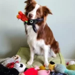 Some Dogs Can Classify Their Toys By Function