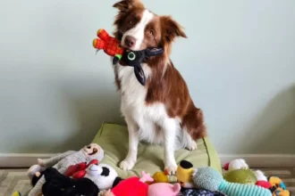 Some Dogs Can Classify Their Toys By Function
