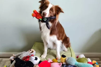 Some Dogs Can Classify Their Toys By Function