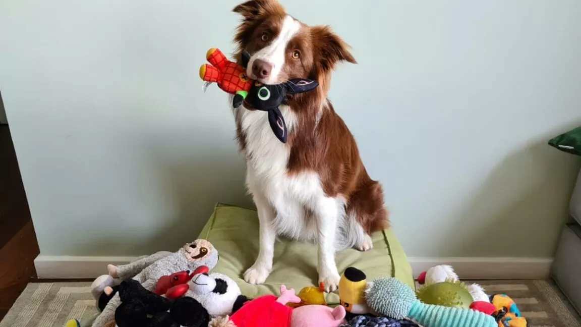Some Dogs Can Classify Their Toys By Function